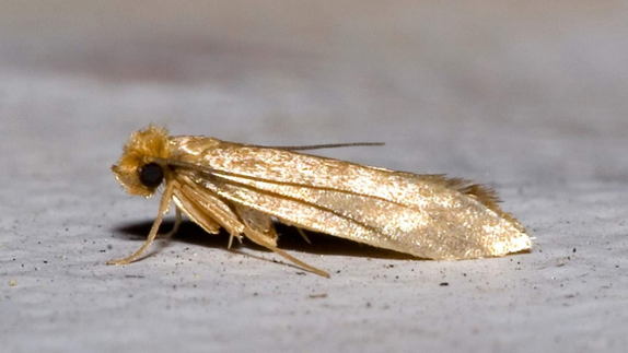 Pantry Moth